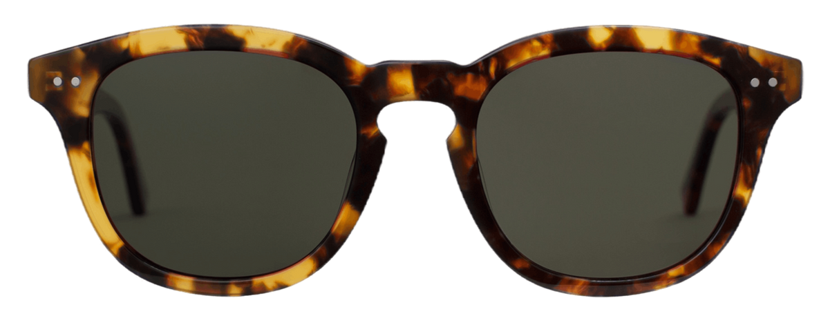 Sydney Tortoise Havana