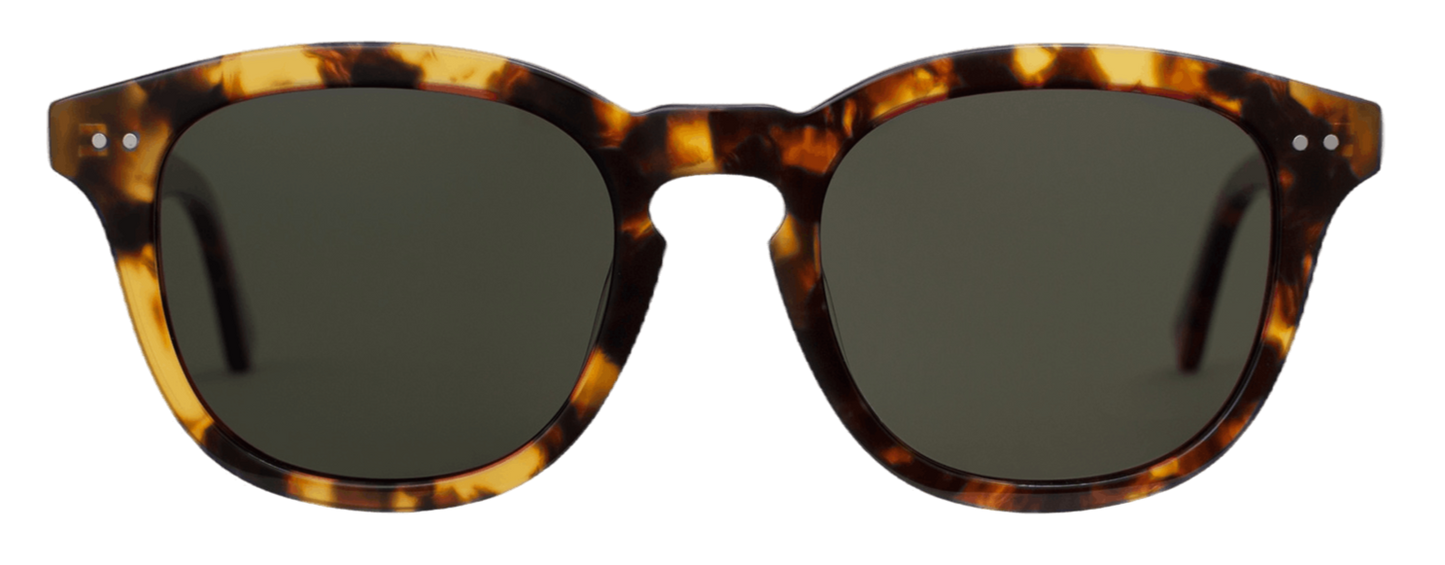 Sydney Tortoise Havana